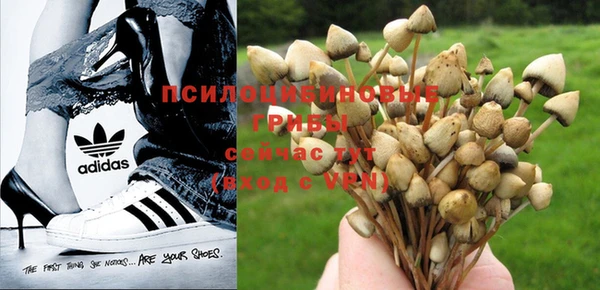 хмурый Магас